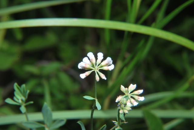 Lotus dorycnium (=Dorycnium pentaphyllum) / Trifoglino legnoso